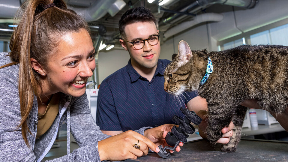In capstone project, engineering students craft prosthetic for cat