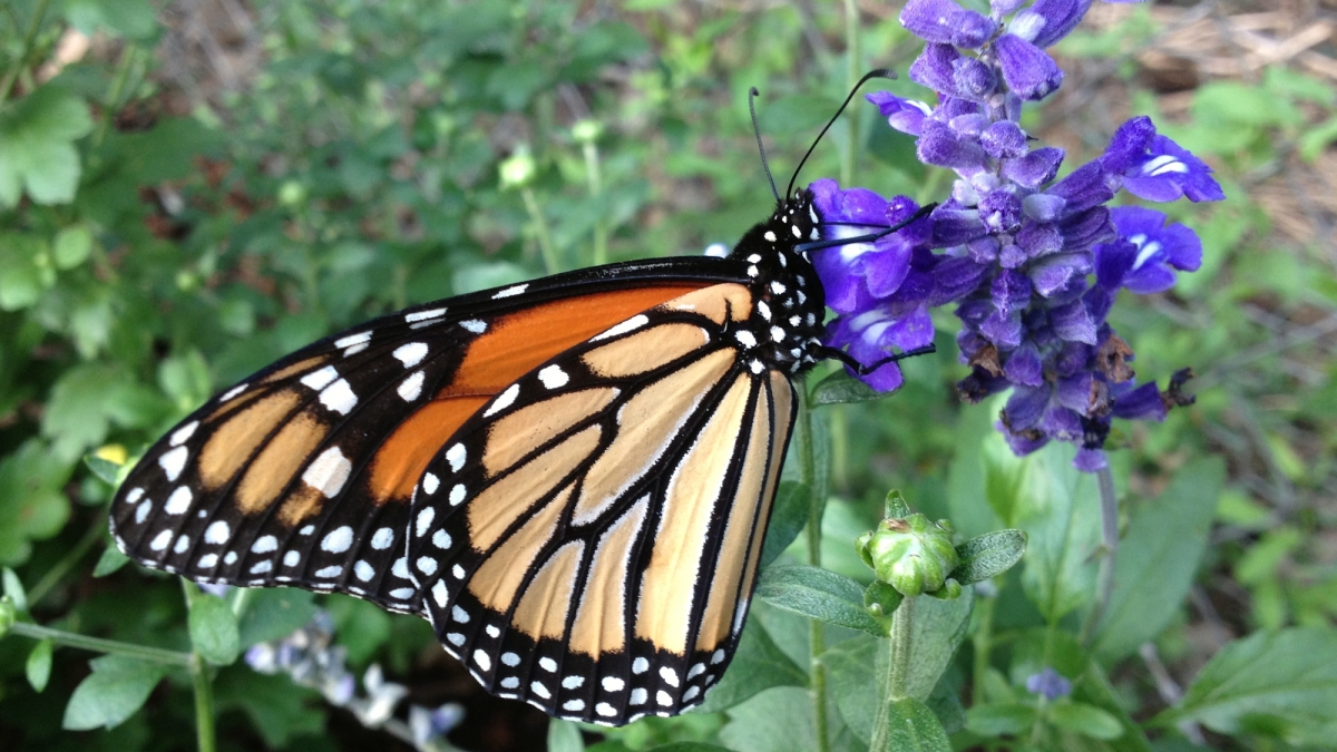New project taps Nebraska youth to help boost monarch butterfly population 