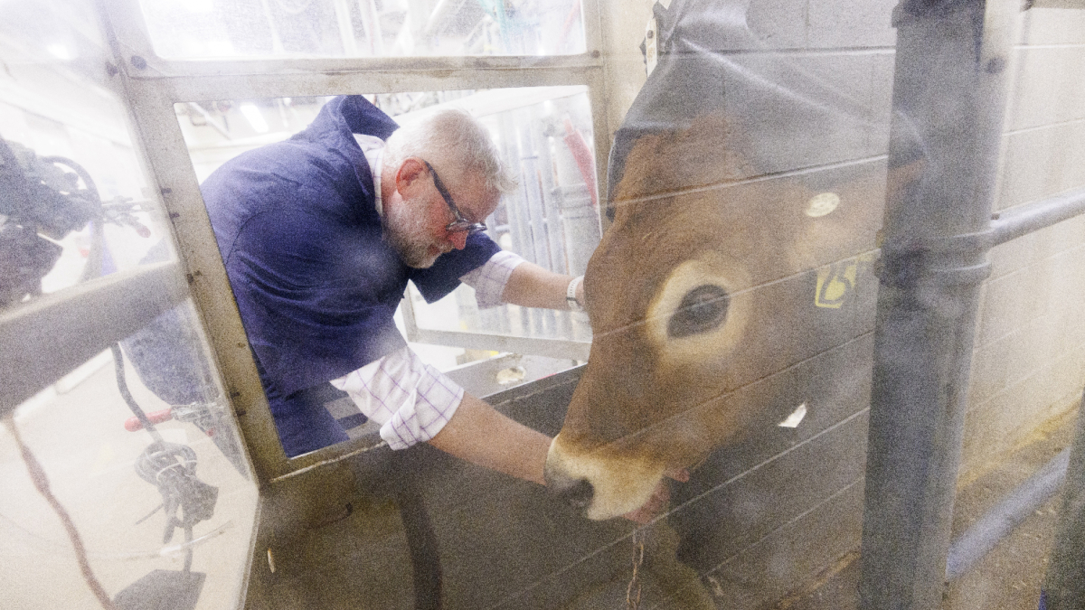 Husker team receives $5M grant to reduce methane emissions from cattle
