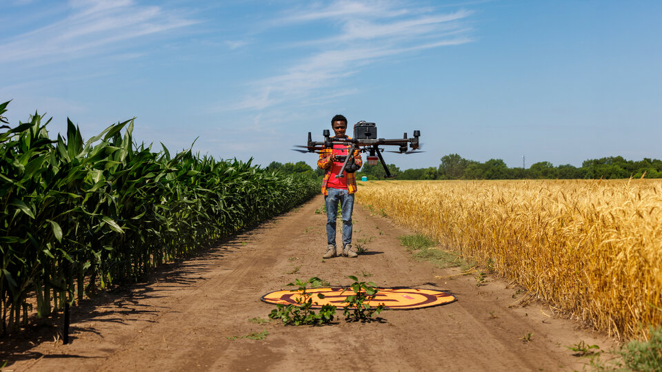 A person walking on a dirt path between corn and wheat fields, carrying a large drone.