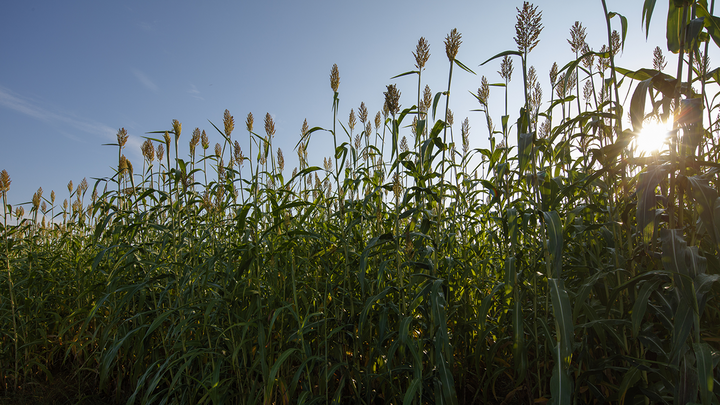 Sorghum