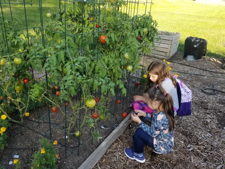 two children next to a tomato garden